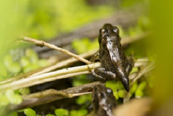 Common froglet (my own photo)